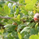 Glavne bolesti i štetočine ogrozda i njihova kontrola